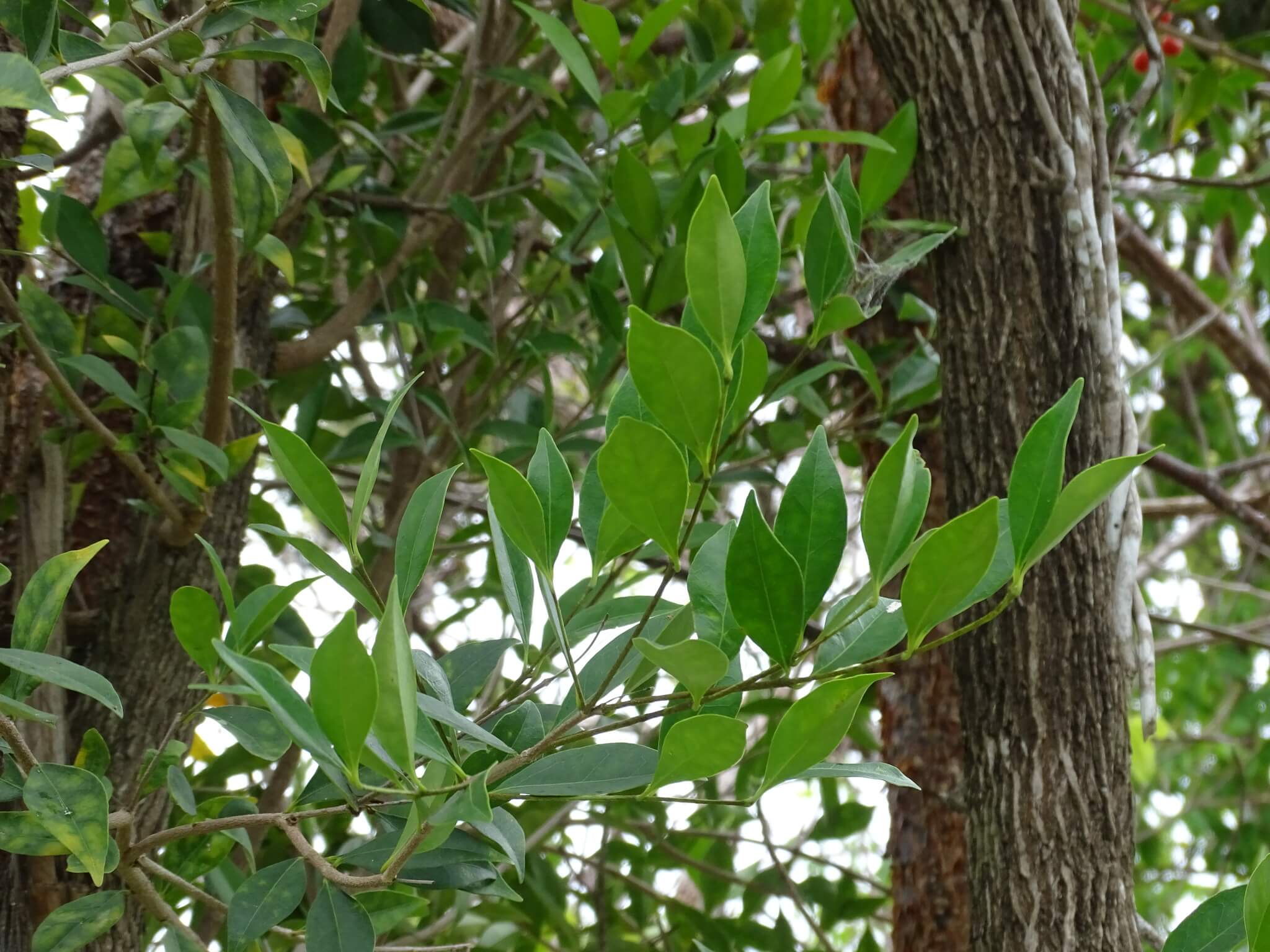 Bunchosia swartziana